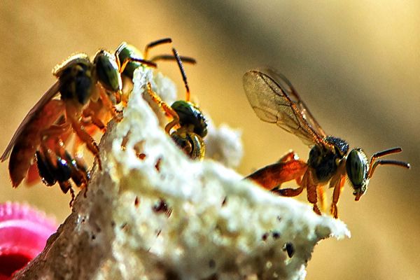 Paraná avança em programas de ação climática e se consolida como o mais sustentável do País