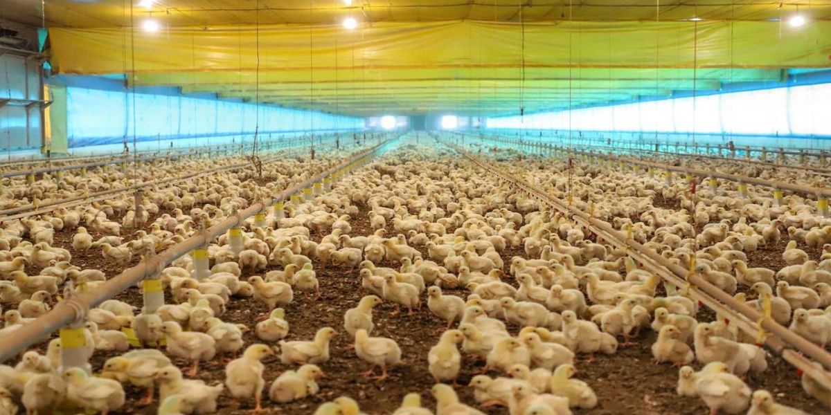 Defesa agropecuária do Paraná teve ano marcado pelo combate ao vírus da Influenza Aviária