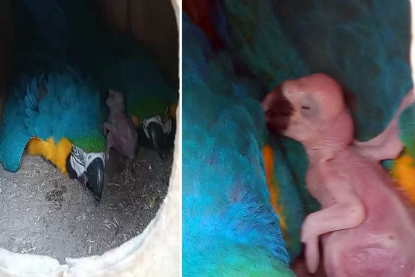 Zoológico de Cascavel celebra o nascimento de uma Arara-Canindé no primeiro dia de 2024