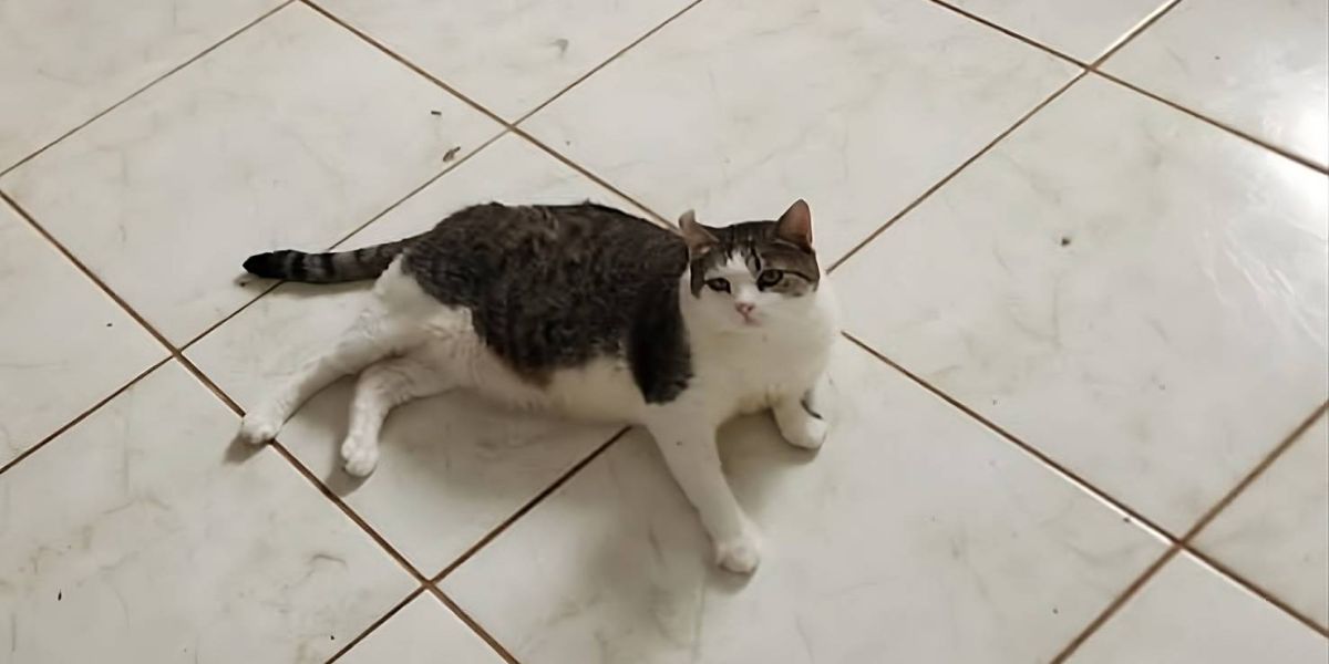 Quer adotar um gatinho? Meio Ambiente coloca 46 animais para adoção em Cascavel