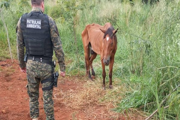 Patrulha Ambiental resgata cavalo em situação de maus tratos após denúncias