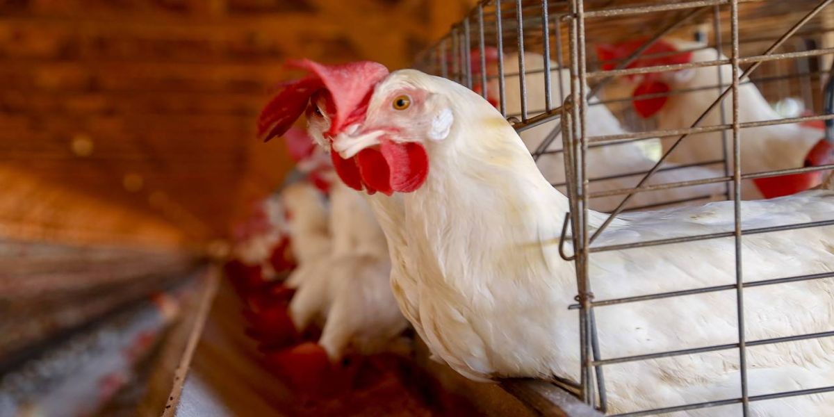 Secretários da Agricultura pedem ao Ministério rigor nas regras contra influenza aviária