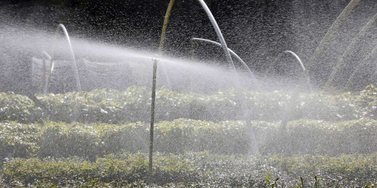 Com distribuição recorde, Paraná vai alcançar 10 milhões de mudas plantadas em 2024