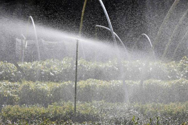 Com distribuição recorde, Paraná vai alcançar 10 milhões de mudas plantadas em 2024