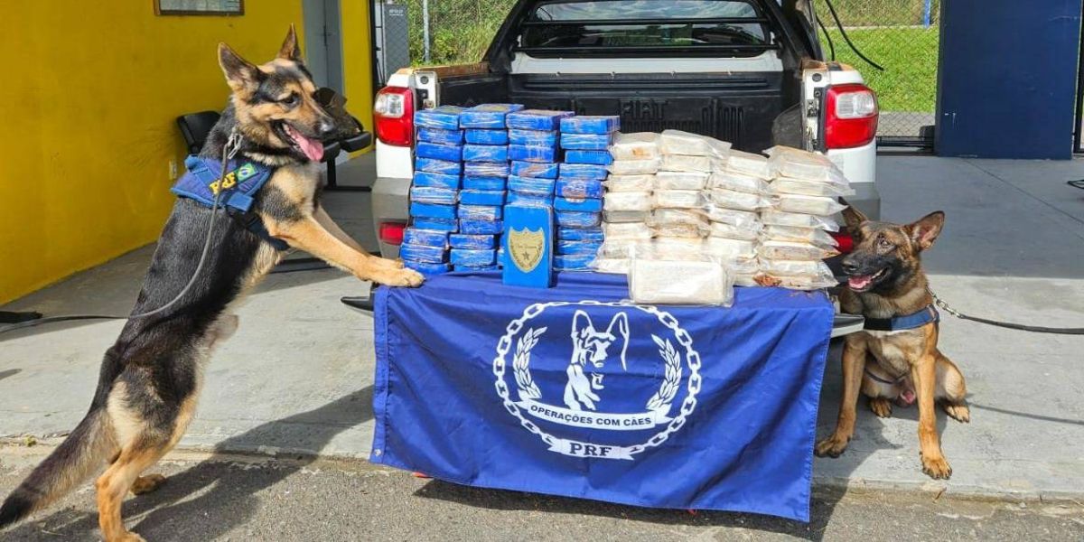 PRF apreende carga de cocaína com a ajuda de cães farejadores