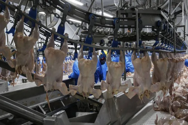 Foto relacionada a notícia: Cinco frigoríficos paranaenses podem ser habilitados a exportar para a China