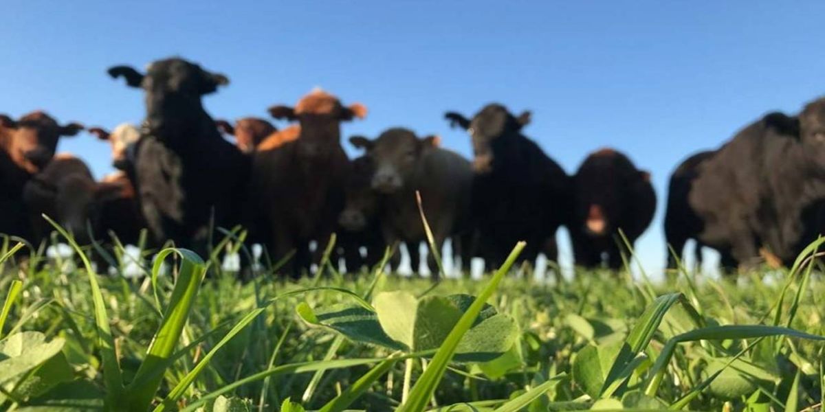 Projeto Lavoura de carne vai mostrar características da pecuária de alta performance