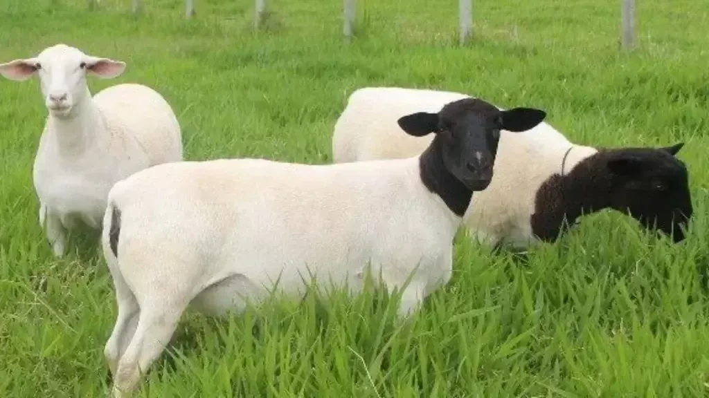 Foto relacionada a notícia: Ovinopar destaca potencial da ovinocultura na 36ª edição do Show Rural
