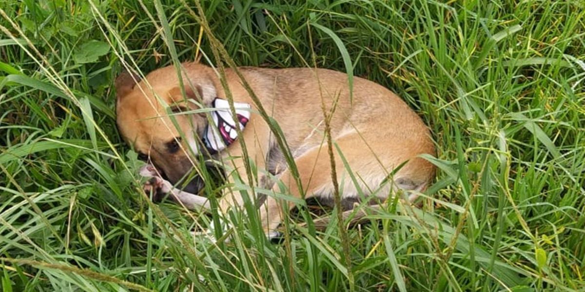 Cachorro permanece ao lado do tutor morto após atropelamento na BR-277 no Paraná