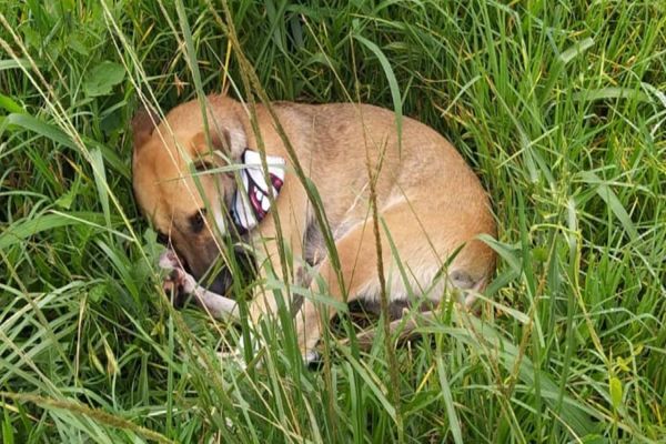 Cachorro permanece ao lado do tutor morto após atropelamento na BR-277 no Paraná