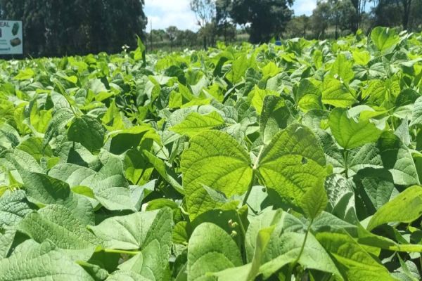 IDR-Paraná levará cultivares de feijão e soja para o Show Rural 2024