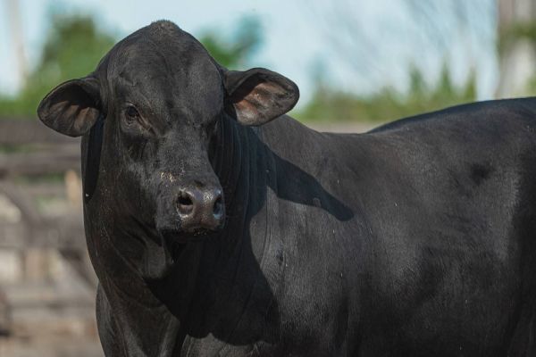 Brangus estreia projeto itinerante na Coopavel