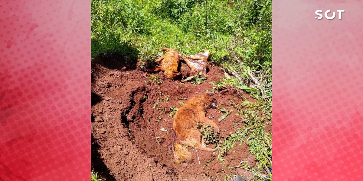 Homem suspeito de matar três cachorros de forma cruel é detido pela Guarda Municipal de Cascavel