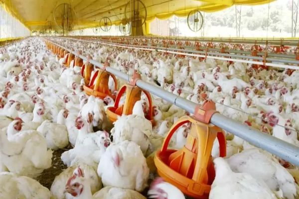 Melhores avicultores e suinocultores vão ser premiados no 36º Show Rural