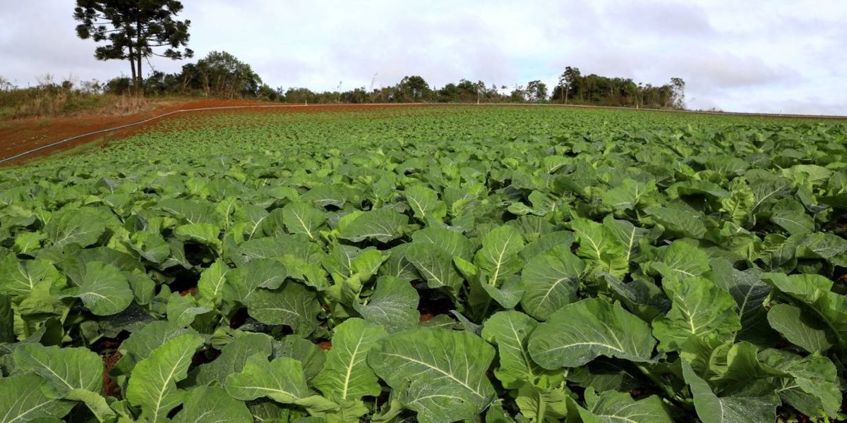 Estado terá espaços exclusivos para fruticultura e olericultura no Show Rural 2024