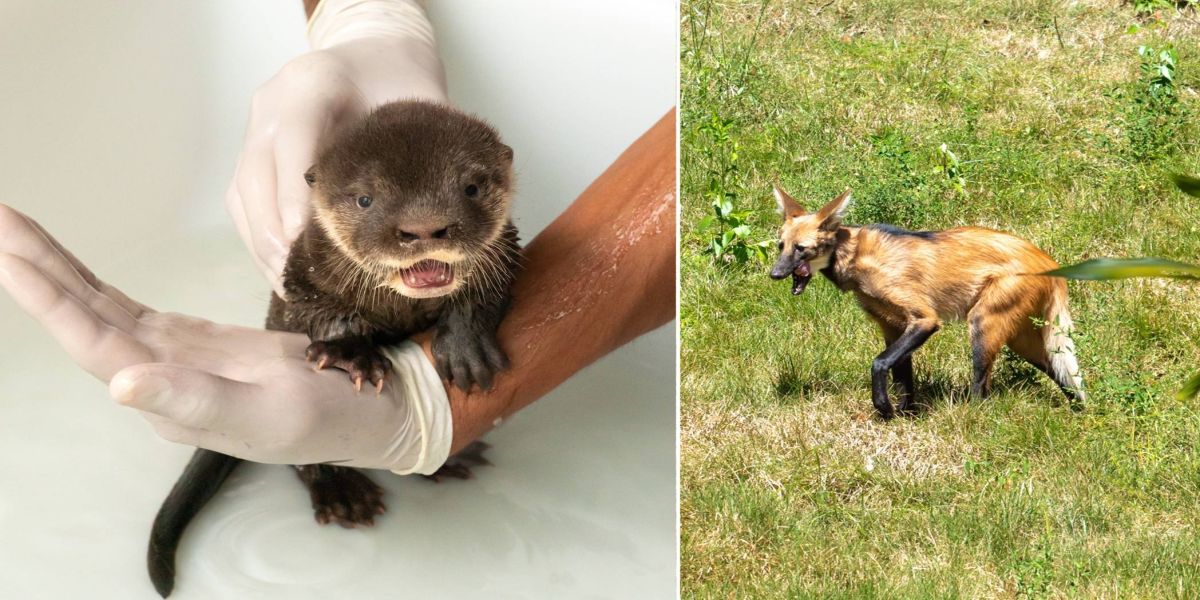 Refúgio Biológico da Itaipu ganha novos moradores