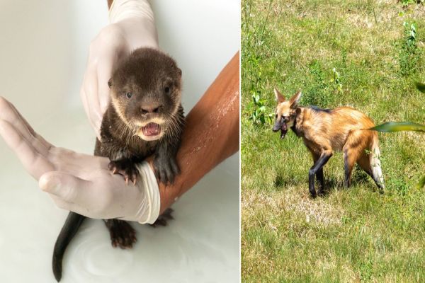 Refúgio Biológico da Itaipu ganha novos moradores