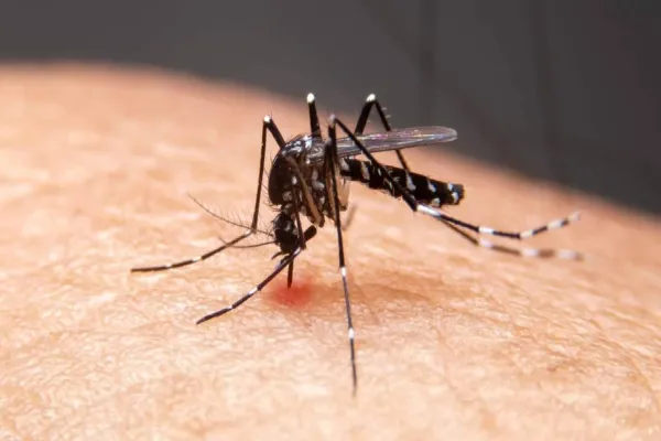 Foto relacionada a notícia: Com crescimento semanal de 65,64%, casos de dengue disparam em Toledo