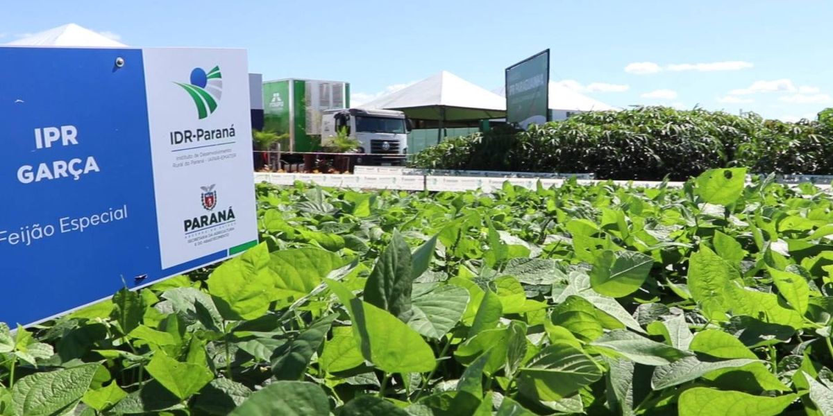 Com 25.000 m2, IDR-PR aguarda produtores na maior área dentro do Show Rural 2024