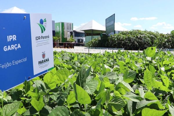 Com 25.000 m2, IDR-PR aguarda produtores na maior área dentro do Show Rural 2024