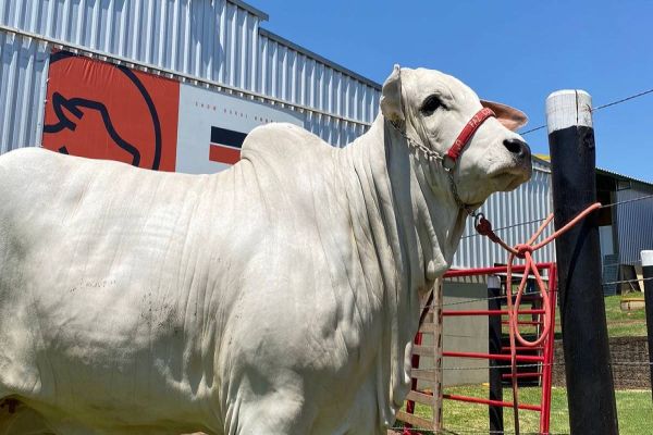 36º Show Rural Coopavel vai mostrar o sistema da pecuária de alto rendimento