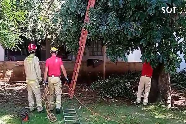 Árvore cai em cima de casa no Bairro Pioneiros Catarinenses
