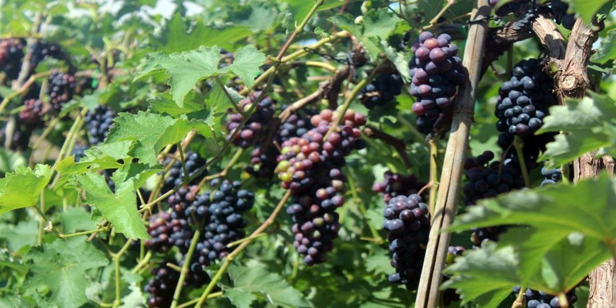 Fruticultura em Destaque: Show Rural 2024 revela potencial de agregação de valor nas propriedades