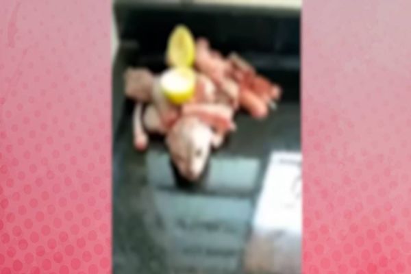 Polícia Militar investiga caso de maus tratos a animais após abate de gato doméstico no Paraná