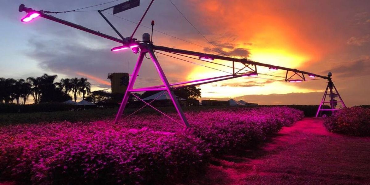 Suplementação luminosa: colheita em área experimental do Show Rural gera expectativa