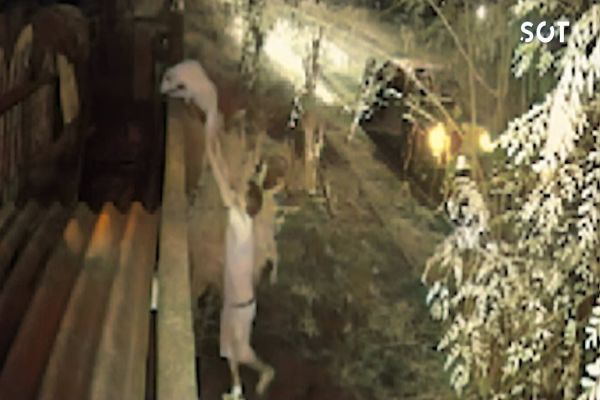 Câmera de monitoramento registra abandono de animal no Jardim Gramado