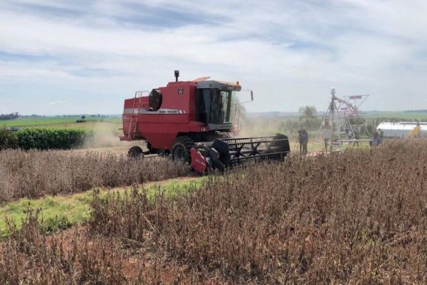 Soja colhida em campo experimental do Show Rural supera médias do Paraná e do Brasil