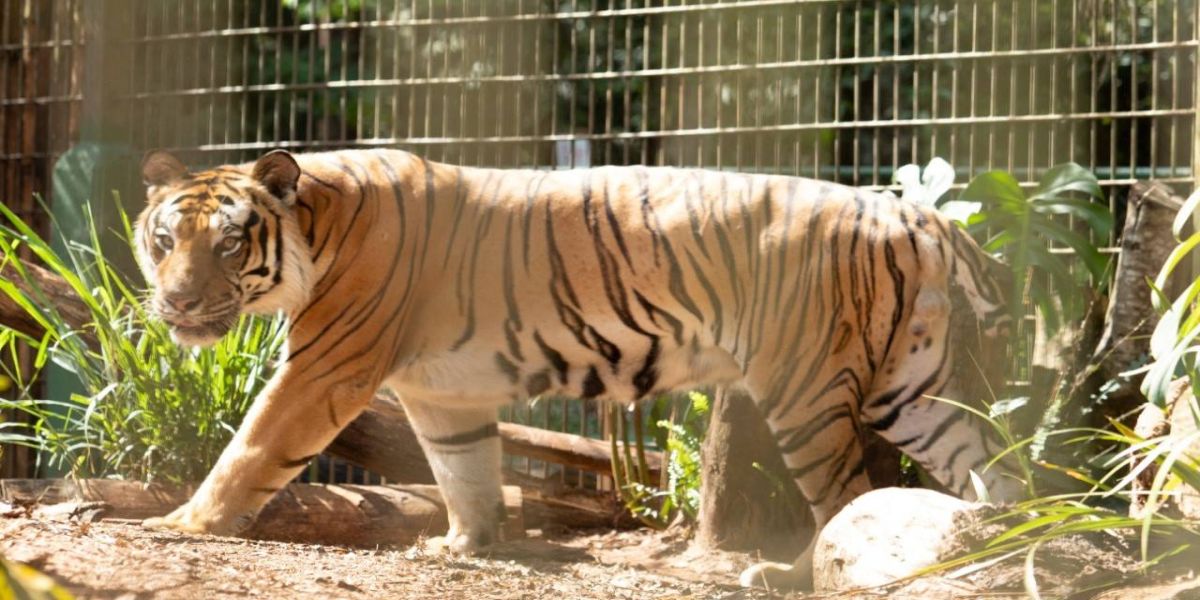 Zoológico de Cascavel abre agenda de 2024 para visitas guiadas