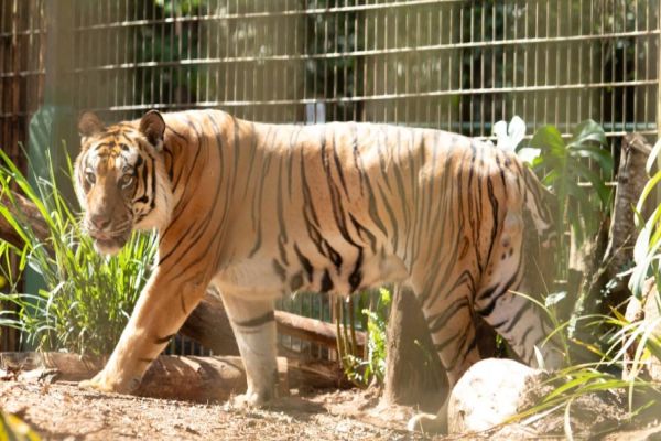 Zoológico de Cascavel abre agenda de 2024 para visitas guiadas