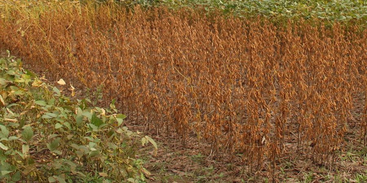 Antecipação de dessecação da soja reduz massa e quantidade de óleo no grão