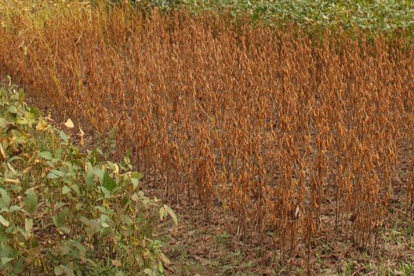 Antecipação de dessecação da soja reduz massa e quantidade de óleo no grão