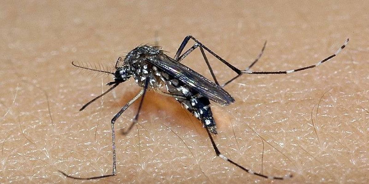 Vigilância em Saúde confirma terceiro óbito por dengue em Toledo