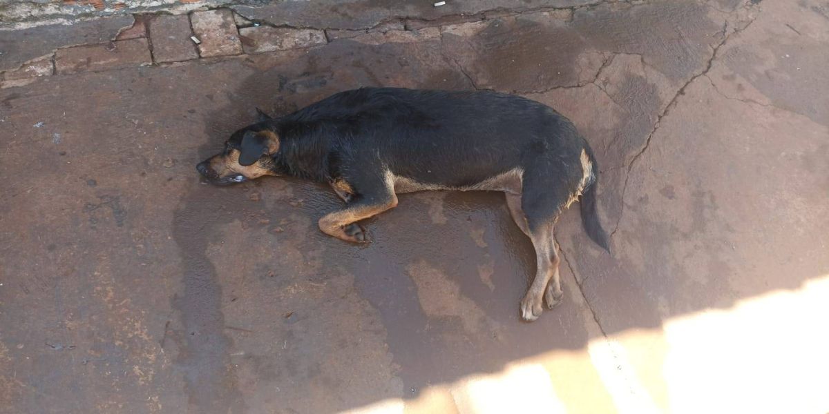 Homem é detido por maus-tratos a cachorra na região norte de Cascavel