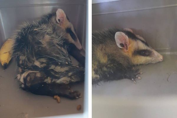 Homem é preso na Ponte Internacional da Amizade com dois gambás