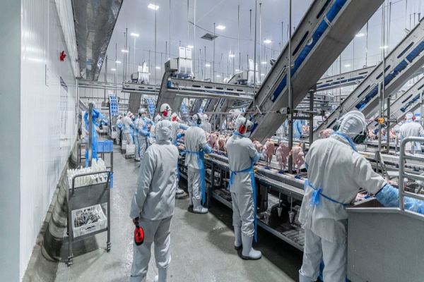 Frigorífico do Paraná é habilitado para exportar carne de frango para a China