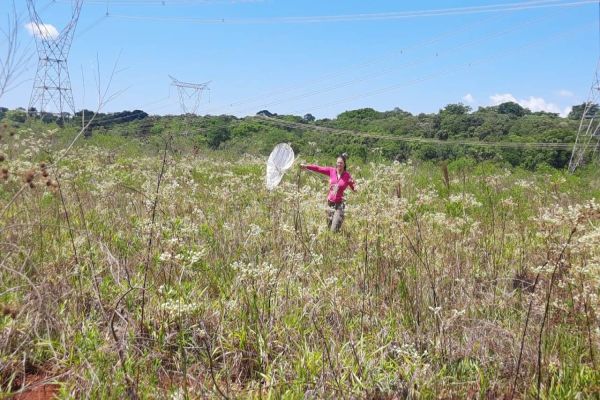 Estudo no Refúgio Biológico de Itaipu identifica abelha inédita no Brasil