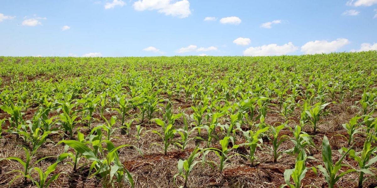 Início do Outono no Paraná trará mudanças climáticas e alerta para Agropecuária