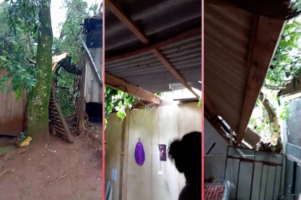 Árvore cai sobre residência, deixando família desabrigada no Jardim Melissa em Cascavel