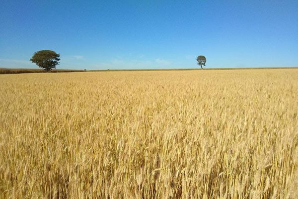 Cultivar de trigo tropical da Embrapa tem rendimento 12% superior em anos secos