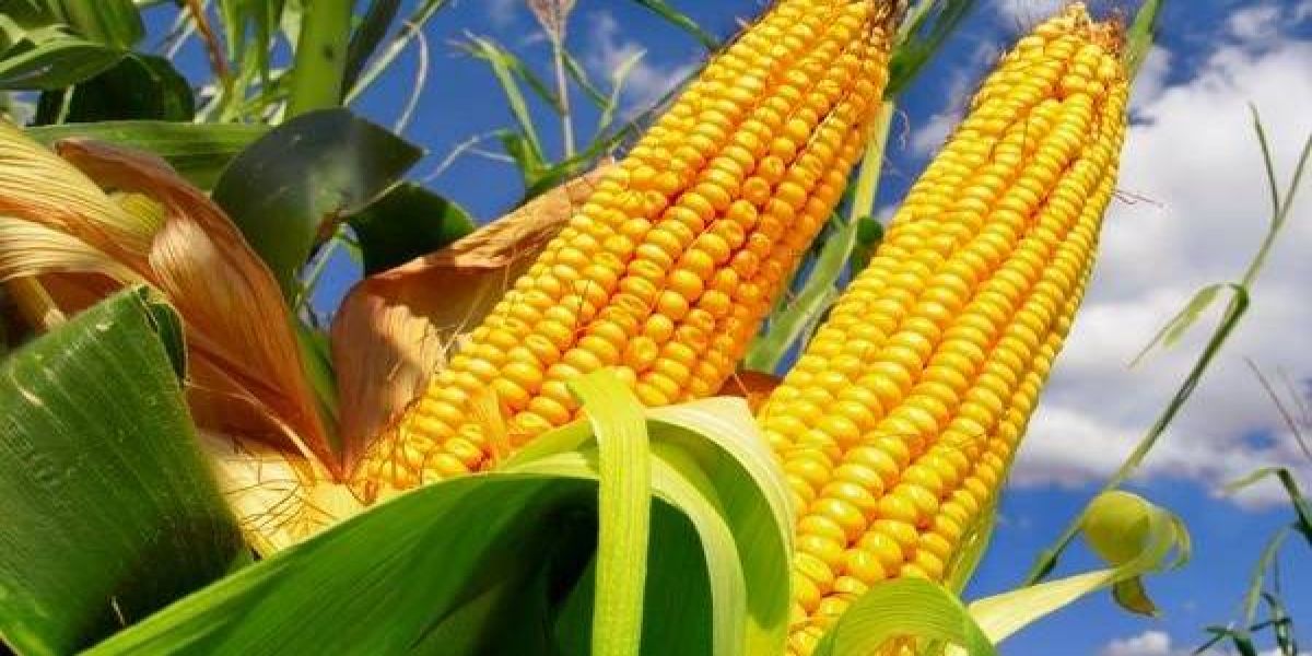 Show Rural apresenta campeões de produtividade de soja e milho 23/24