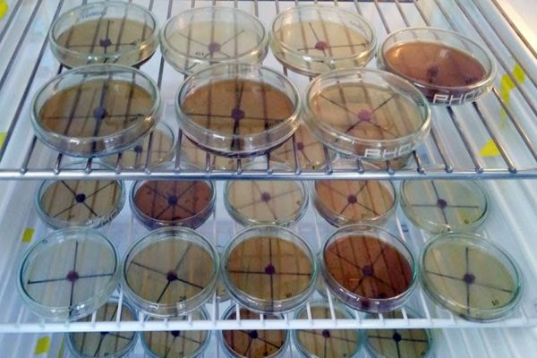 Resíduo da larva de inseto é capaz de controlar doenças em tomate