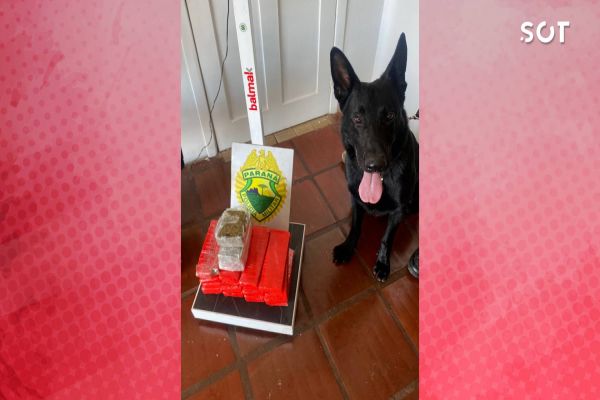 PRE intercepta transporte de quase 10 quilos de maconha na BR-163 em Cascavel