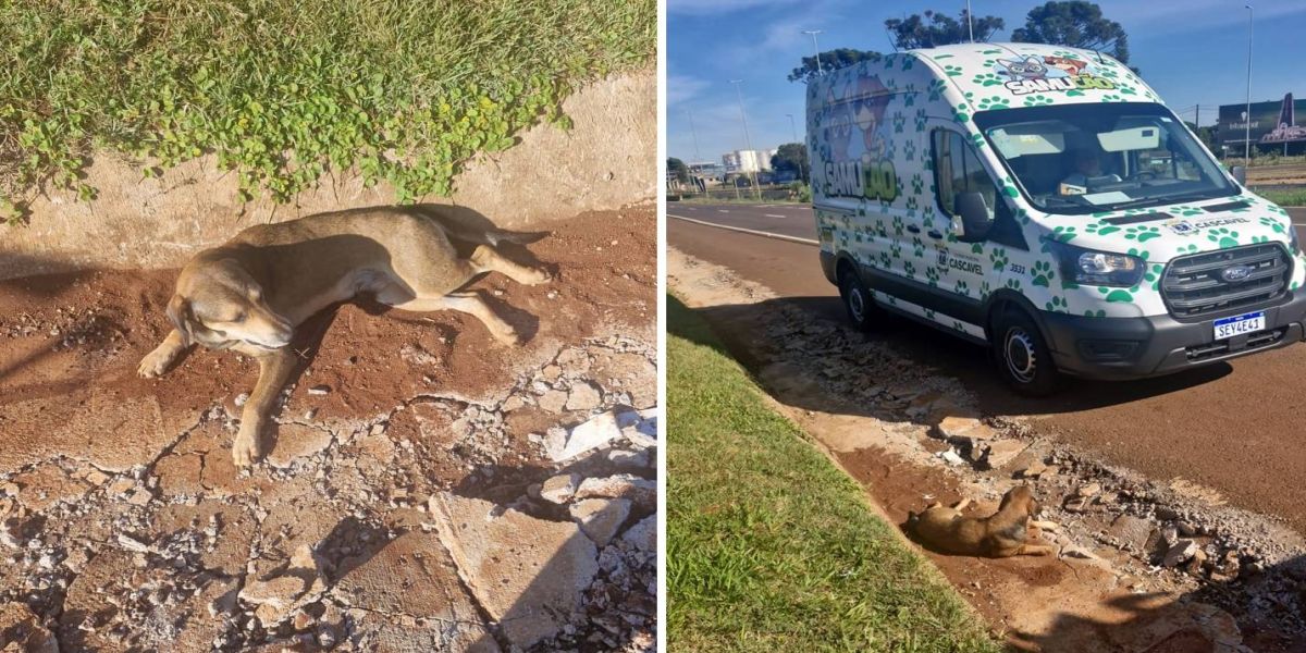 Samucão resgata cachorro ferido na BR-277 em Cascavel
