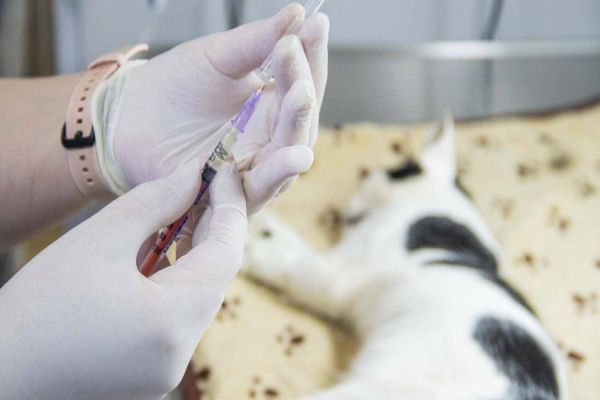 Proteção Animal de Toledo investe mais de R$1,3 mi