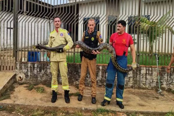 Sucuri de quatro metros é capturada nos fundos de residência em Guaíra