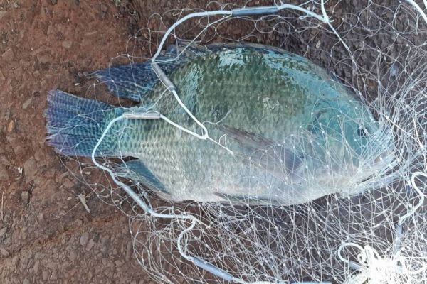 Secretaria de Meio Ambiente de Cascavel realiza coleta de peixes no Lago Municipal para exames